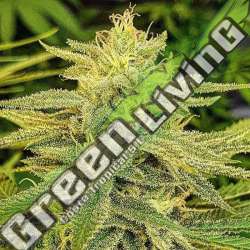 1 UND FEM - LORD KUSH (INDICA LINE) DELICIOUS 1 UND FEMINIZADA