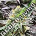 1 UND FEM - DELICIOUS COOKIES (SATIVA LINE) DELICIOUS 1 UND FEMINIZADA