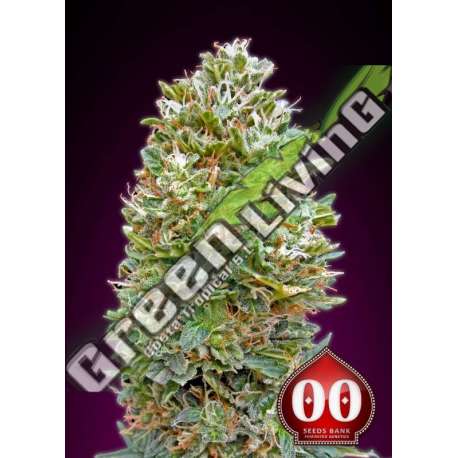 3 UND FEM - AUTO BUBBLE GUM XXL 00SEEDS 3 UND FEMINIZADAS