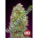 3 UND FEM - AUTO BUBBLE GUM XXL 00SEEDS 3 UND FEMINIZADAS