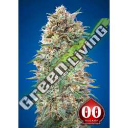 3 UND FEM - CALIFORNIA KUSH 00SEEDS 3 UND FEMINIZADAS