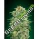 3 UND FEM - WHITE WIDOW CBD 00SEEDS 3 UND FEMINIZADAS