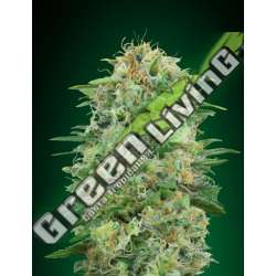 3 UND FEM - WHITE WIDOW CBD 00SEEDS 3 UND FEMINIZADAS