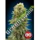 3 UND FEM - AUTO AFGHAN MASS 00SEEDS 3 UND FEMINIZADAS