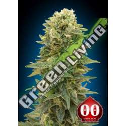 3 UND FEM - AUTO AFGHAN MASS 00SEEDS 3 UND FEMINIZADAS