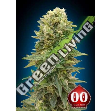 3 UND FEM - AUTO AFGHAN MASS 00SEEDS 3 UND FEMINIZADAS