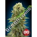 3 UND FEM - AUTO AFGHAN MASS 00SEEDS 3 UND FEMINIZADAS