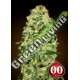 3 UND FEM - AUTO CALIFORNIA KUSH 00SEEDS 3 UND FEMINIZADAS