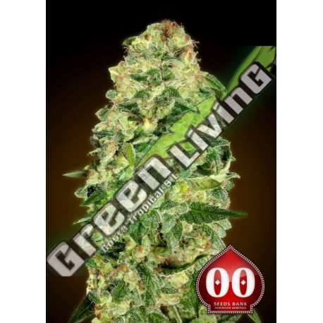 3 UND FEM - AUTO CALIFORNIA KUSH 00SEEDS 3 UND FEMINIZADAS