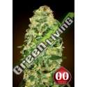 3 UND FEM - AUTO CALIFORNIA KUSH 00SEEDS 3 UND FEMINIZADAS