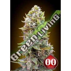 3 UND FEM - AUTO CHEESE BERRY 00SEEDS 3 UND FEMINIZADAS