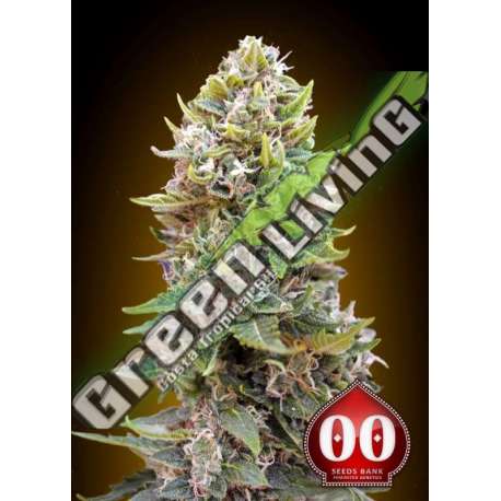 3 UND FEM - AUTO CHEESE BERRY 00SEEDS 3 UND FEMINIZADAS