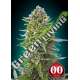 3 UND FEM - AUTO NORTHERN LIGHTS 00SEEDS 3 UND FEMINIZADAS