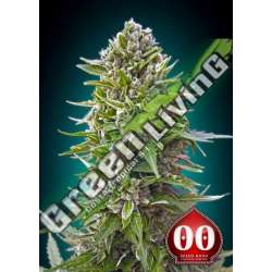 3 UND FEM - AUTO NORTHERN LIGHTS 00SEEDS 3 UND FEMINIZADAS