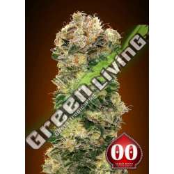 3 UND FEM - AUTO SWEET SOMANGO 00SEEDS 3 UND FEMINIZADAS