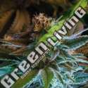 2 UND FEM - GORILLA GLUE AUTO BSF SEEDS 2 UND FEMINIZADAS