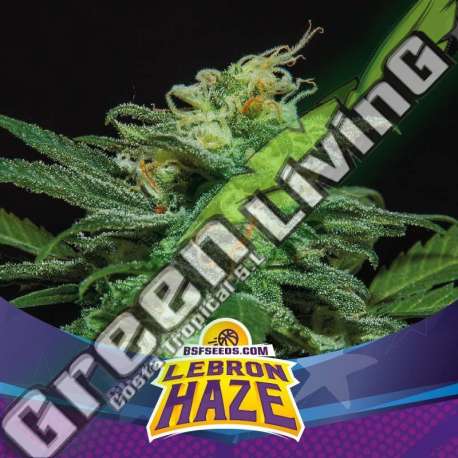 2 UND FEM - LEBRON HAZE XXL AUTO BSF SEEDS 2 UND FEMINIZADAS