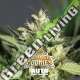 2 UND FEM - DOUBLE COOKIES AUTO BSF SEEDS 2 UND FEMINIZADAS