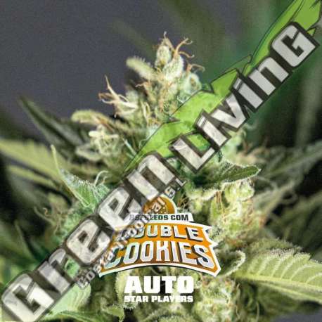 2 UND FEM - DOUBLE COOKIES AUTO BSF SEEDS 2 UND FEMINIZADAS