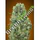 3 UND FEM - CRITICAL MASS ADVANCED SEEDS 3 UND FEM