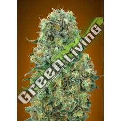 3 UND FEM - CRITICAL MASS ADVANCED SEEDS 3 UND FEM
