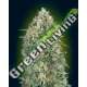 3 UND FEM - AUTO GELATO 33 ADVANCED SEEDS 3 UND FEM