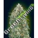 3 UND FEM - AUTO GELATO 33 ADVANCED SEEDS 3 UND FEM