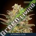 3 UND FEM - SOMANGO GLUE ADVANCED SEEDS 3 UND FEM