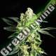 2 UND FEM - GORILLA GLUE 4 BSF SEEDS 2 UND FEMINIZADAS