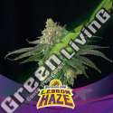 2 UND FEM - LEBRON HAZE BSF SEEDS 2 UND FEMINIZADAS