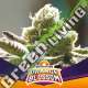 2 UND FEM - ORANGE BLOSSOM BSF SEEDS 2 UND FEMINIZADAS