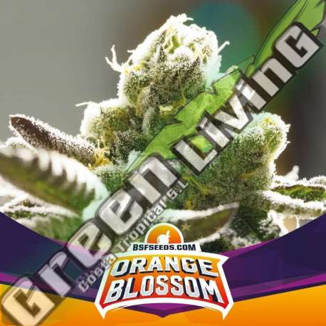 2 UND FEM - ORANGE BLOSSOM BSF SEEDS 2 UND FEMINIZADAS