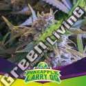 2 UND FEM - PINEAPPLE LARRY OG BSF SEEDS 2 UND FEMINIZADAS