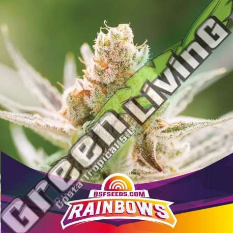 2 UND FEM - RAINBOWS BSF SEEDS 2 UND FEMINIZADAS