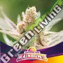 2 UND FEM - RAINBOWS BSF SEEDS 2 UND FEMINIZADAS