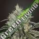 2 UND FEM - DOUBLE COOKIES BSF SEEDS 2 UND FEMINIZADAS