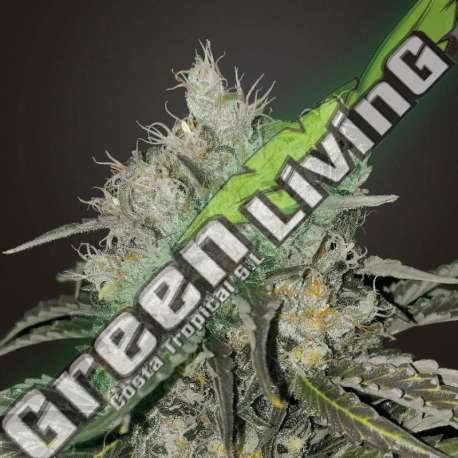 2 UND FEM - DOUBLE COOKIES BSF SEEDS 2 UND FEMINIZADAS