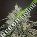 2 UND FEM - DOUBLE COOKIES BSF SEEDS 2 UND FEMINIZADAS
