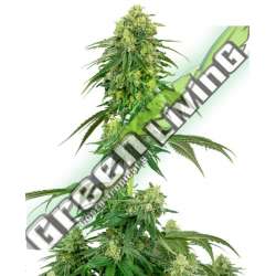 3 UND FEM - STRAWBERRY KUSH SENSI WHITE LABEL 3 UND FEMINIZADAS