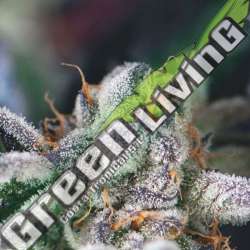 3 UND FEM - COOKIES USA PYRAMID SEEDS FEMINIZADA 3 UND