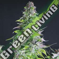 3 UND FEM - ROMULAN PYRAMID SEEDS FEMINIZADA 3 UND