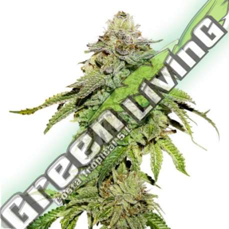 3 UND FEM - COOKIES AND CREAM SEEDSTOCKERS 3 UND FEMINIZADAS