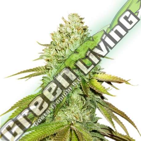 3 UND FEM - PINEAPPLE SEEDSTOCKERS 3 UND FEMINIZADAS