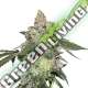 3 UND FEM - GIRL SCOUT COOKIES SEEDSTOCKERS 3 UND FEMINIZADAS