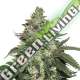 3 UND FEM - GIRL SCOUT COOKIES AUTO SEEDSTOCKERS 3 UND FEMINIZADAS