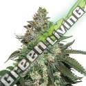 3 UND FEM - GIRL SCOUT COOKIES AUTO SEEDSTOCKERS 3 UND FEMINIZADAS