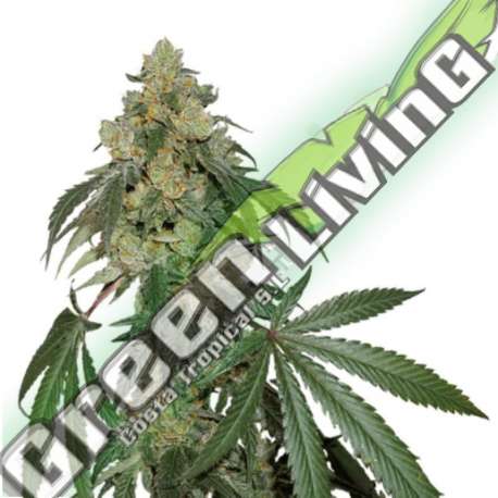 3 UND FEM - COOKIES FAST FEM SEEDSTOCKERS 3 UND FEMINIZADAS