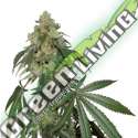 3 UND FEM - COOKIES FAST FEM SEEDSTOCKERS 3 UND FEMINIZADAS