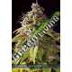 3 UND FEM - CARAMEL MONSTER VISION SEEDS 3 UND FEM