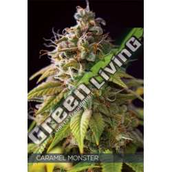 3 UND FEM - CARAMEL MONSTER VISION SEEDS 3 UND FEM